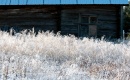 Lumiset heinat_snowy grass * 800 x 498 * (627KB)